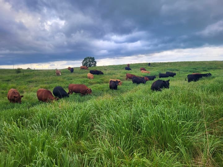 US Wellness beef cattle