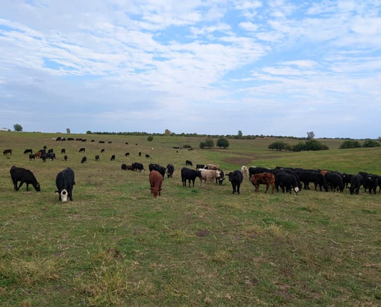 Grazing, Grass-fed beef