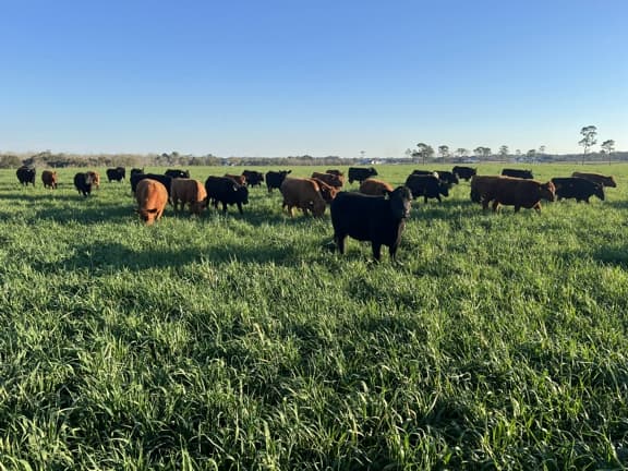 Grazing US Wellness Cattle