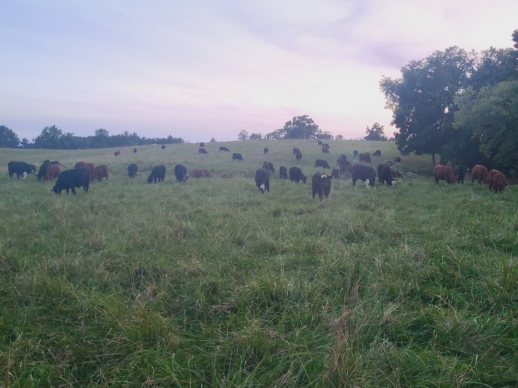 Missouri Herd