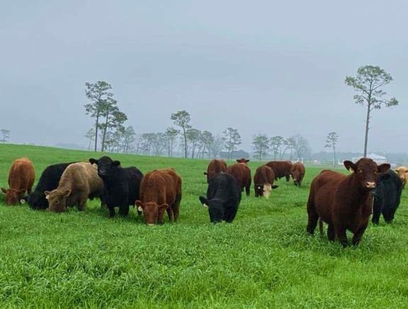 pasture, december, cattle