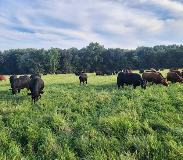 Pasture Harmony