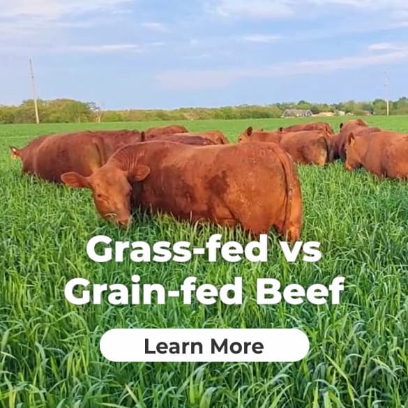 Grass-fed vs Grain-fed Beef