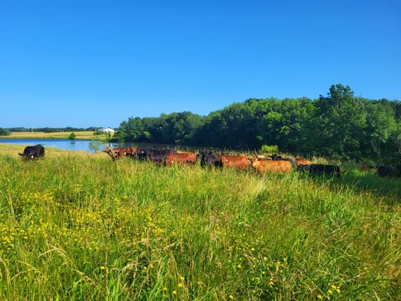 pasture, missouri cattle, grassfed beef