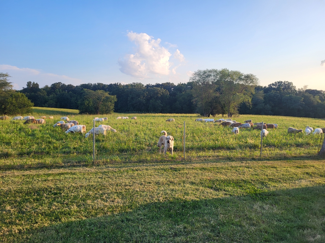 Protecting the Flock, Building the Soil.