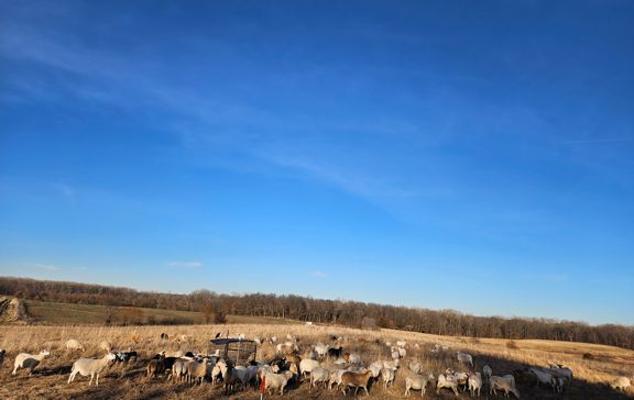 missouri pasture, sheep