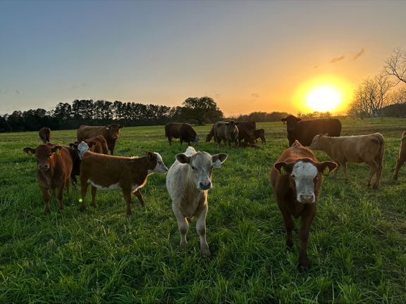 pasture, alabama cattle