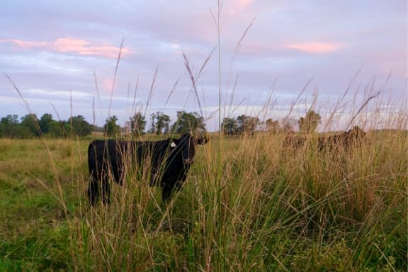 Gulf Coast Prairie