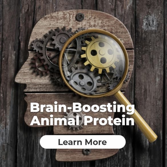 animal protein brain boost