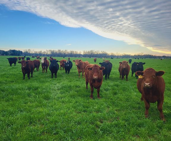 Alabama Cattle in January