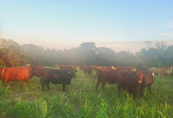 pasture, missouri cattle, grassfed beef