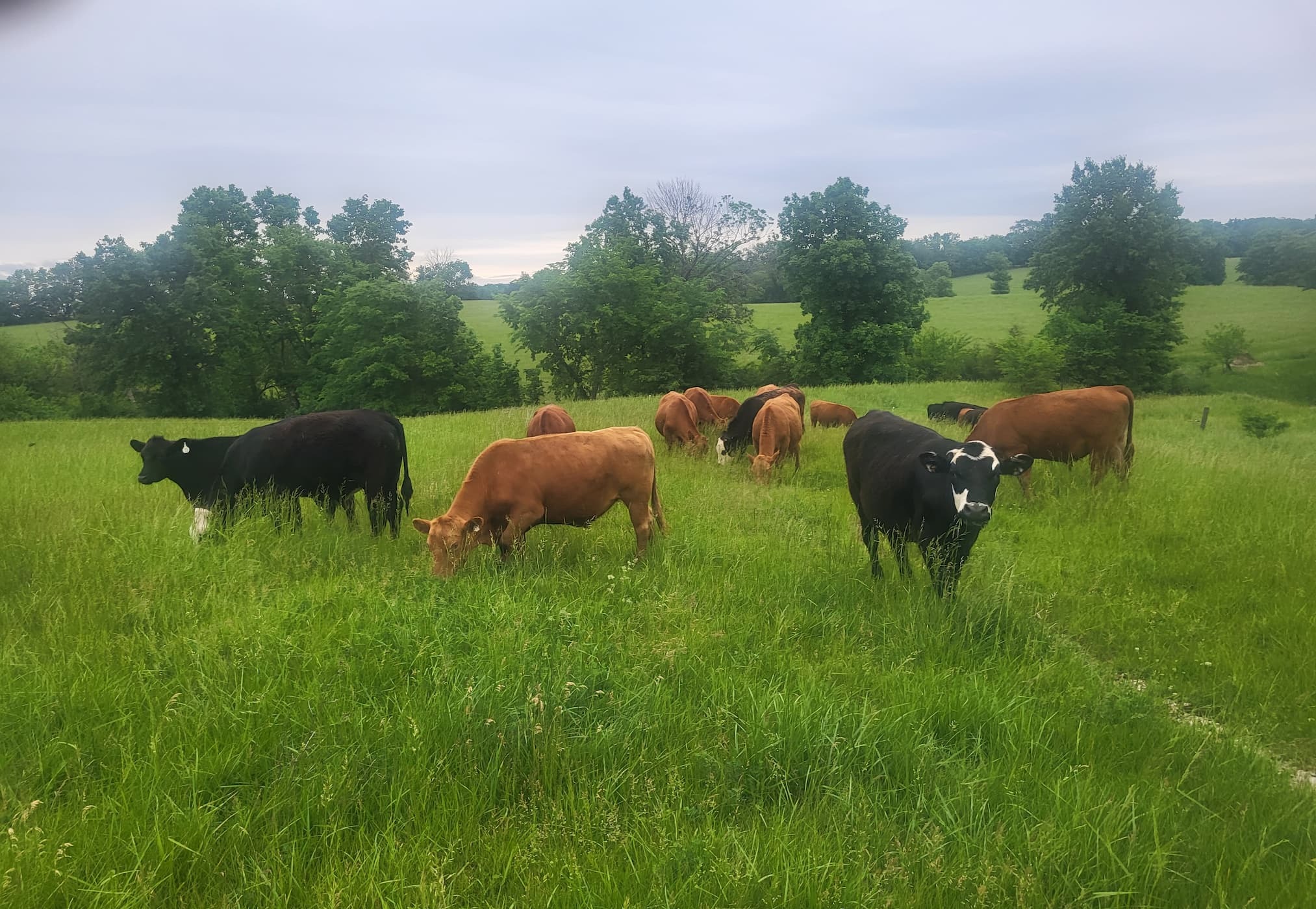 Utopia Grazing Conditions in NE Missouri