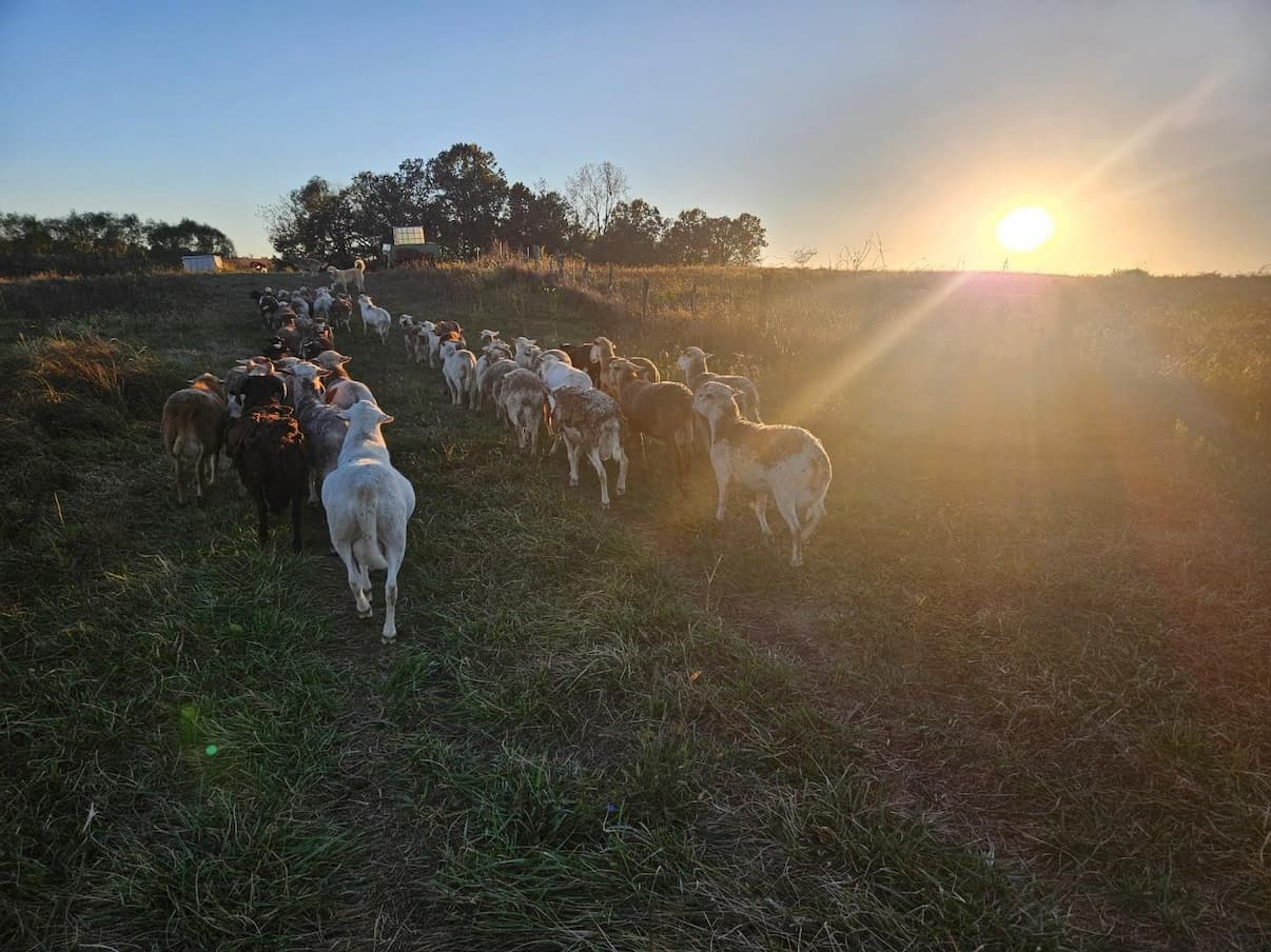 Lambs and their Guardians