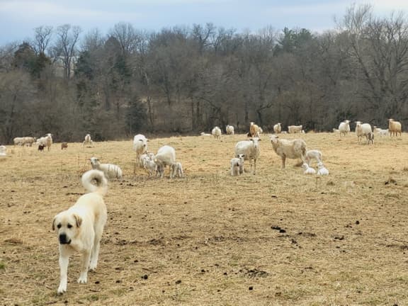 US Wellness Lambs