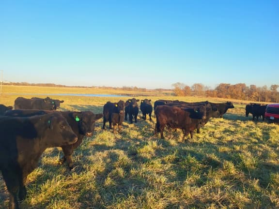 Grazing, Grass-fed beef