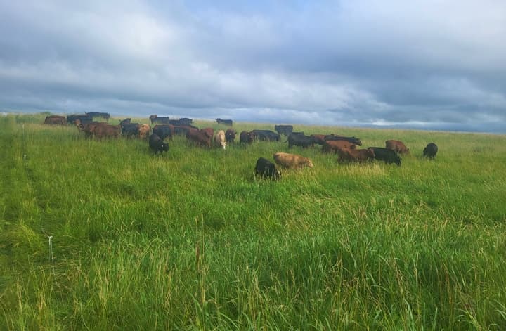 northeast missouri cattle grazing