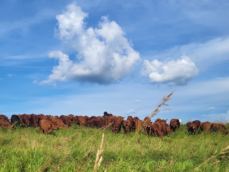 July Grazing