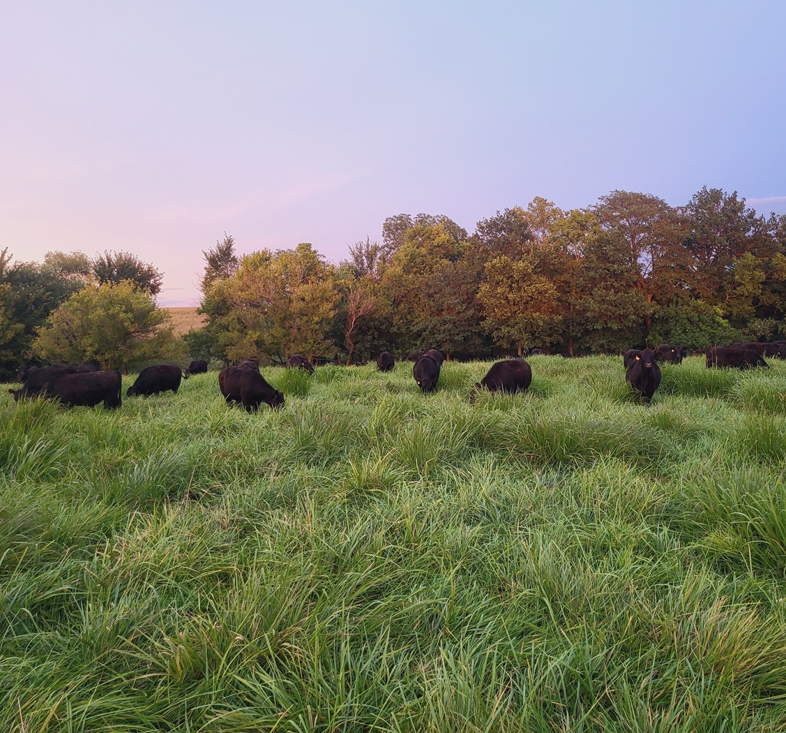 pasture, missouri cattle, grassfed beef