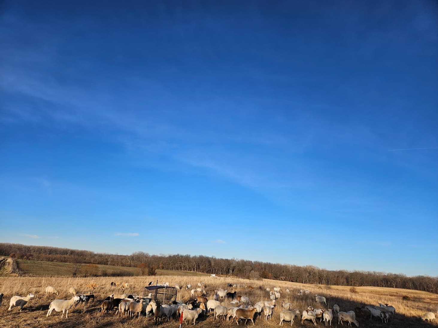Hartwig West Pasture