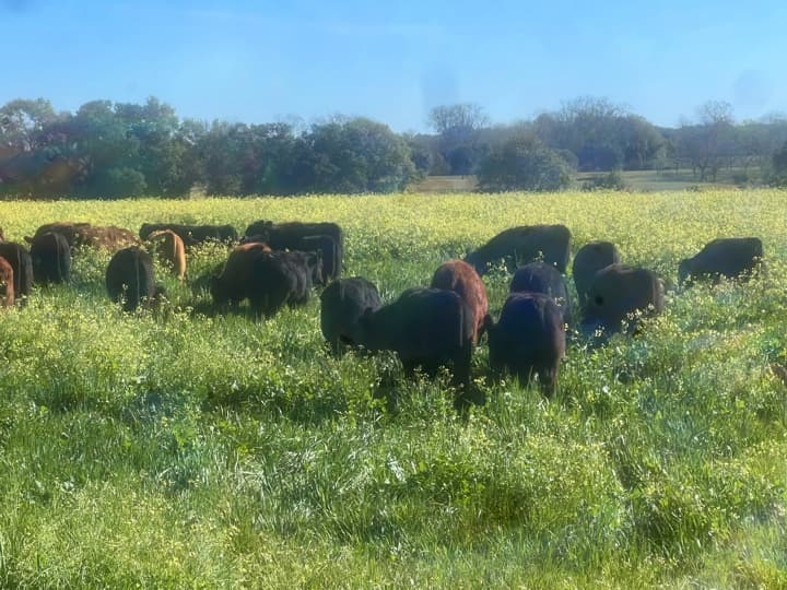 Grazing, Grass-fed beef