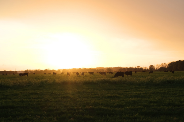 cattle grazing