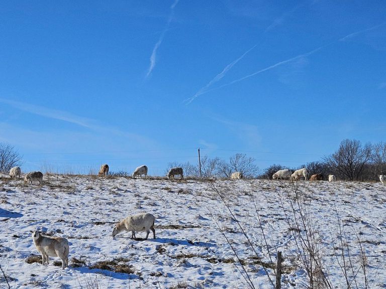 Grazing, Grass-fed lambs