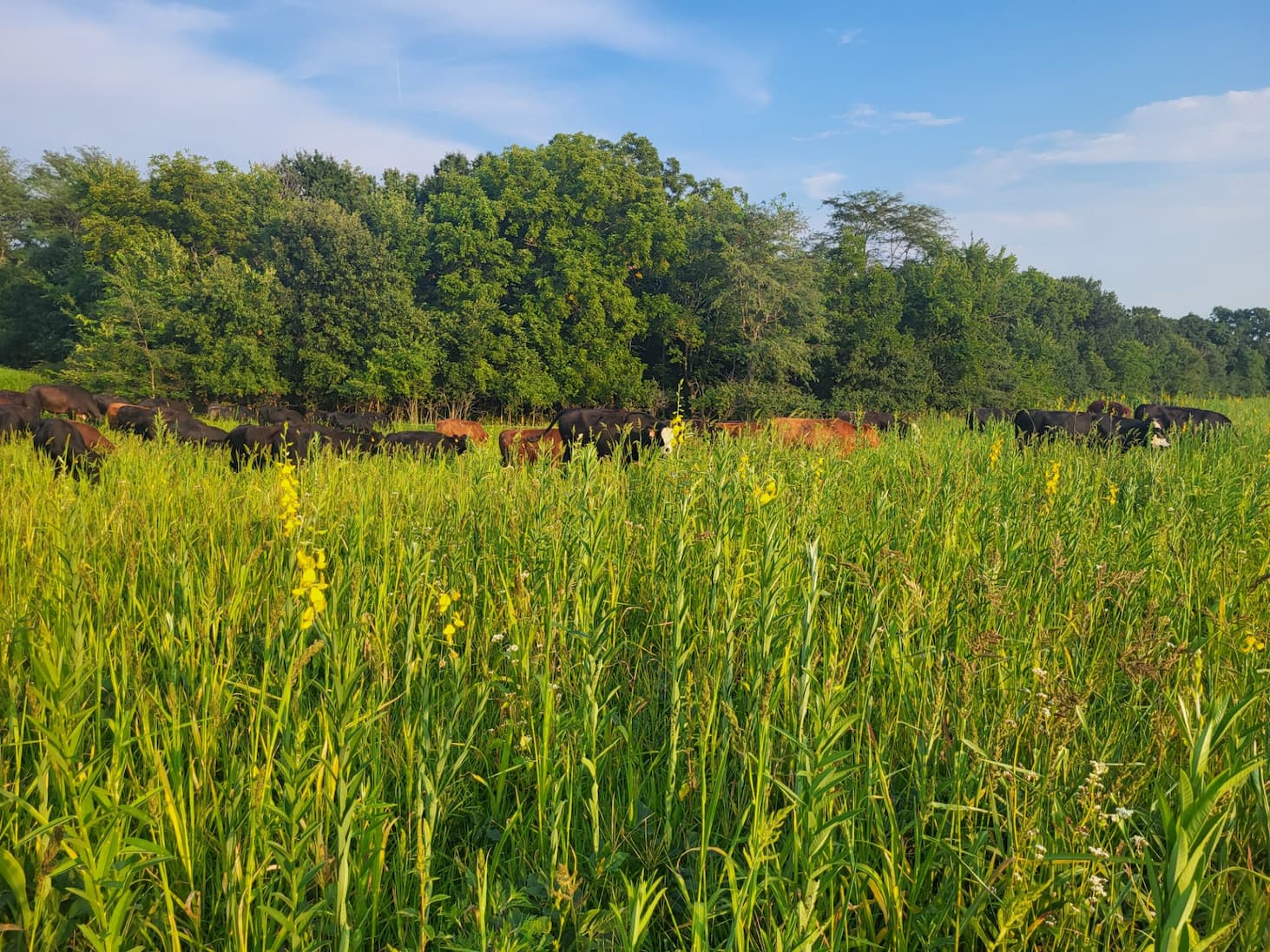 Building Soil & Great Beef