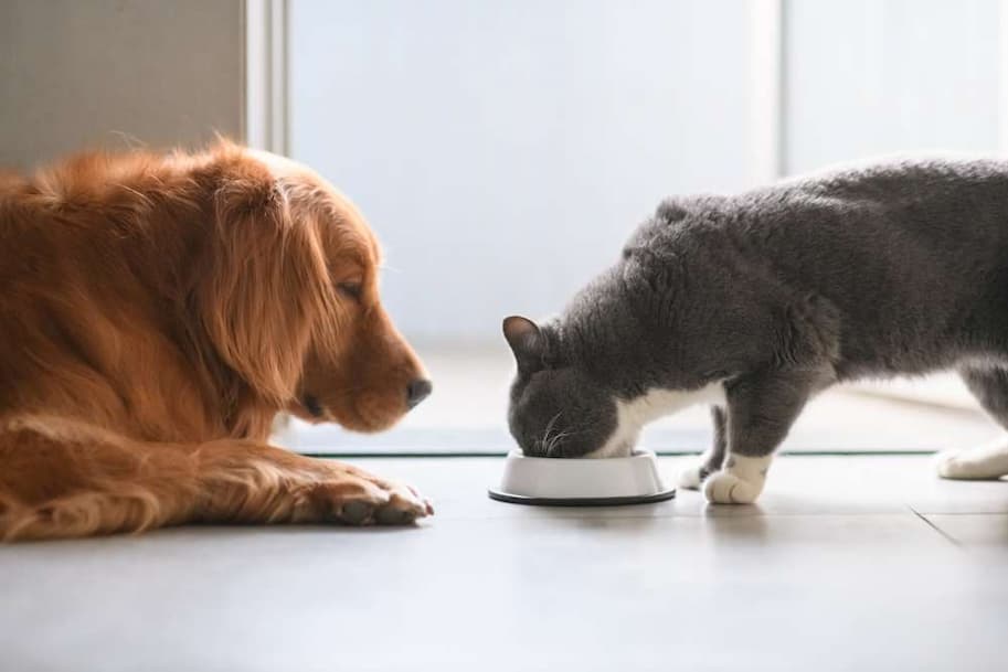 Pet Food Feature - CDS in Pets