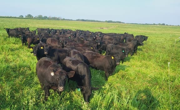 grassfed cattle