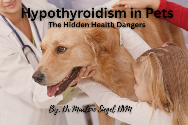 Pet Food Feature - Hypothyroidism in Pets by Dr. Siegel