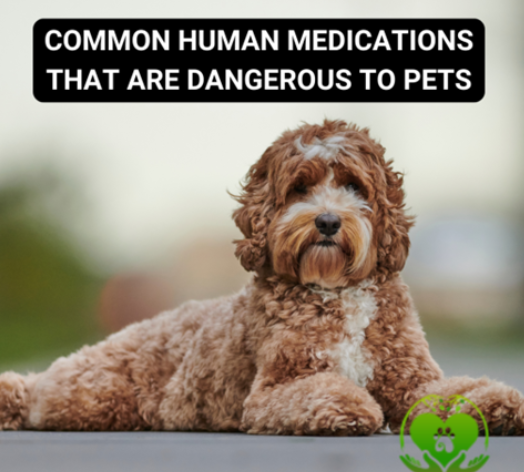 Pet Food Feature - Medications