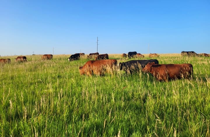 northeast missouri cattle grazing