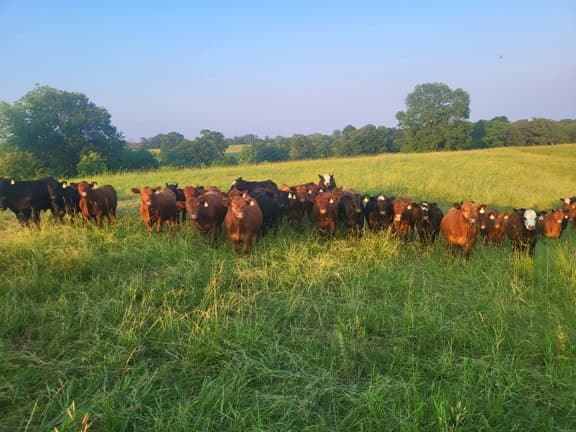 pasture, missouri cattle, grassfed beef