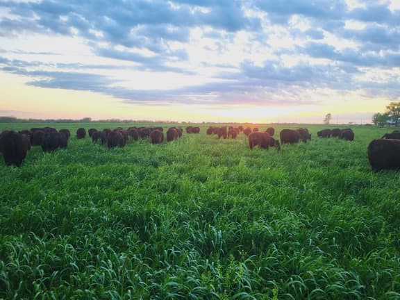 northeast missouri cattle grazing