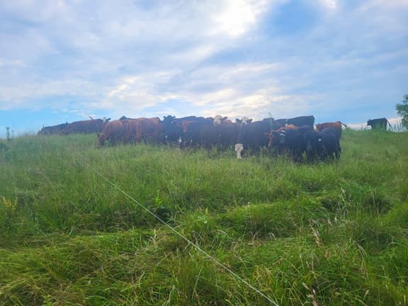 Grazing, Grass-fed beef