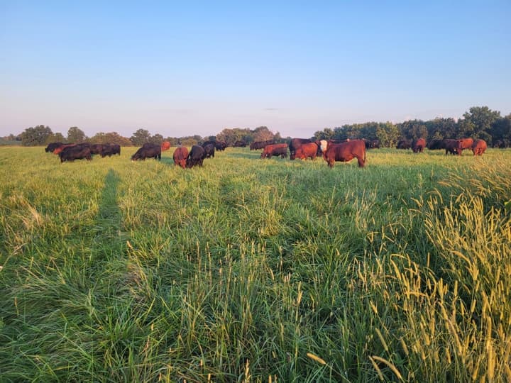 US Wellness beef cattle