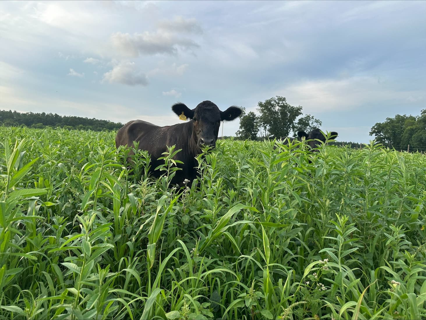 Baldwin County, Alabama Cattle