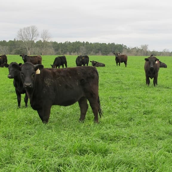 Grazing US Wellness Cattle
