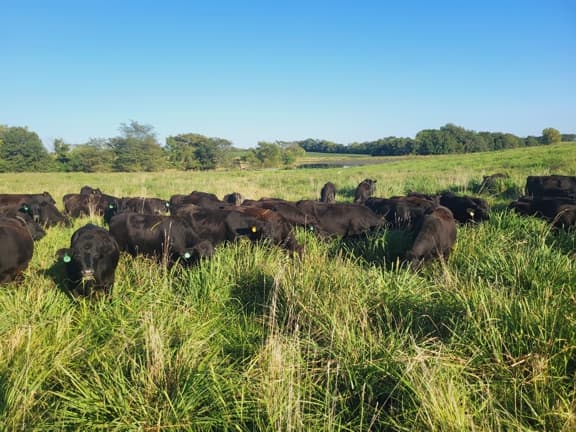 Grazing, Grass-fed beef