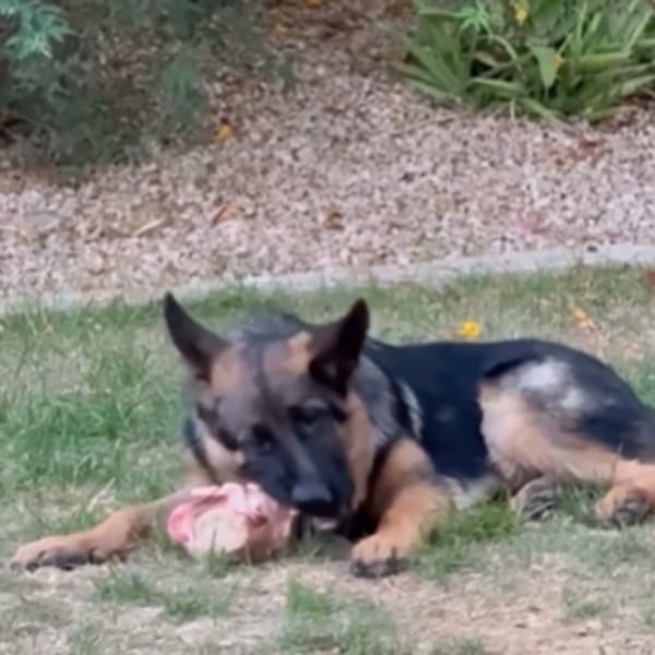 @drrobinsonnmd, meaty dog bones