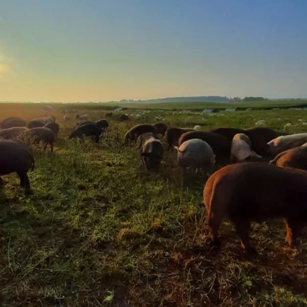 Grocery Pork vs Pasture-raised Pork