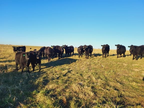 Grazing, Grass-fed beef