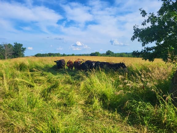 pasture, missouri cattle, grassfed beef