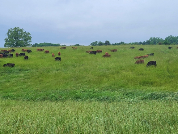 Mississippi Rolling Hills