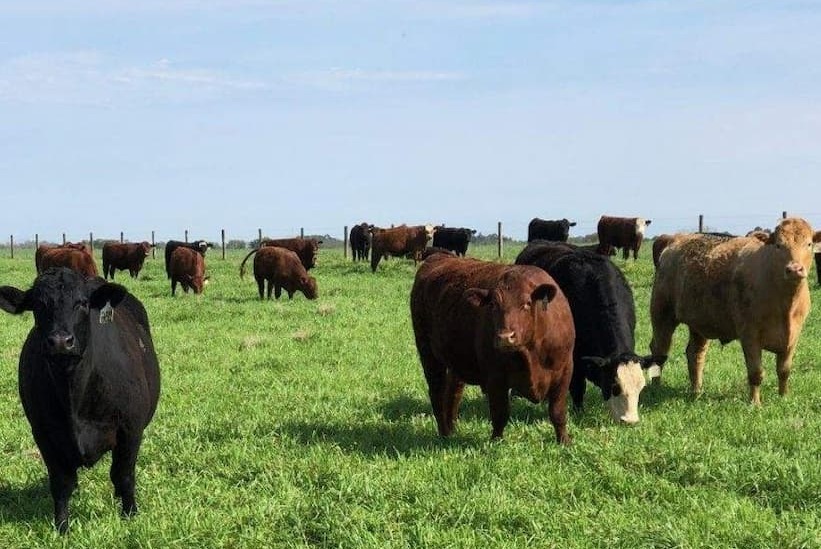 Loxly Spring Grasses