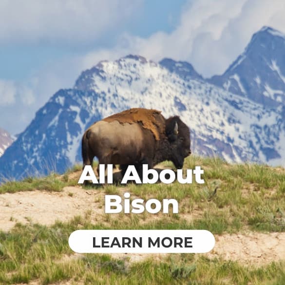 Bison