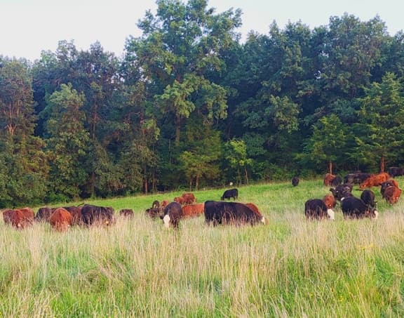 Grazing, Grass-fed beef