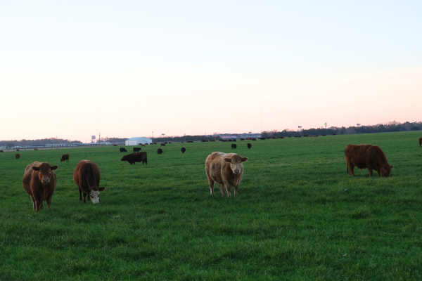alabama pasture, grass-fed cattle