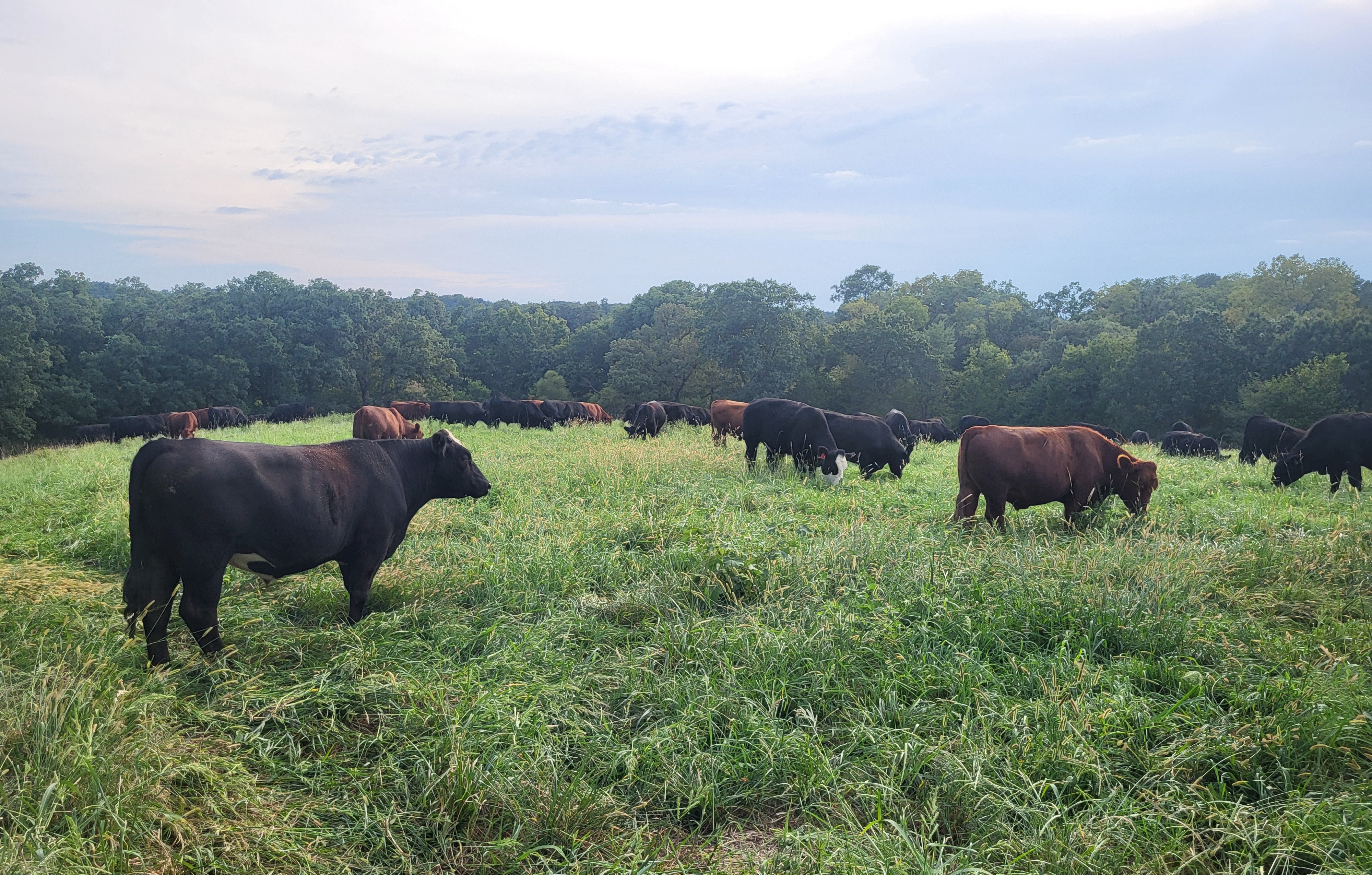 45 Days of Rest: Regenerating NE Missouri Soils