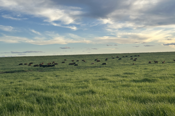 cattle grazing